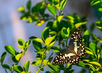 Lime butterfly sitting on a lime tree and resting