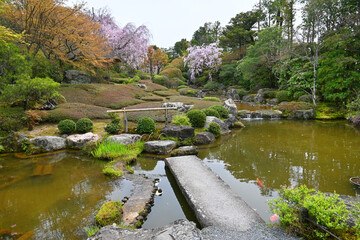 Fototapeta na wymiar 春に歩く京都市退蔵院の日本庭園余香苑