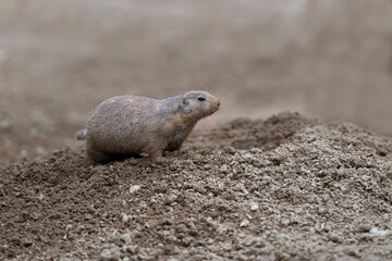 Closeup of black-tailed prairie dog (Cynomys ludovicianus) on a hill