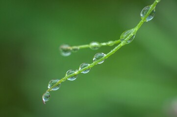 Closeup of the dew on the green plant stem