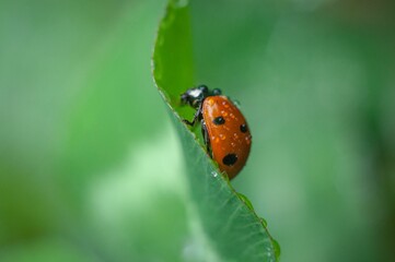 Fototapeta premium Closeup of a lady bug in dew on a green leaf