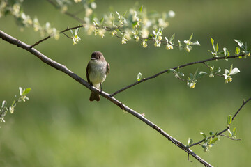 eastern phoebe in morning light