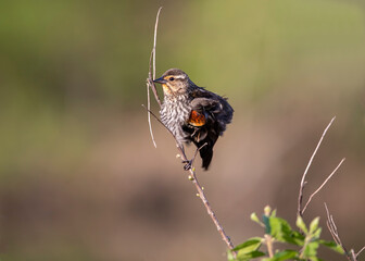 female red wing blackbird on reed