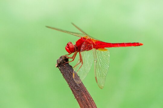 Closeup of a scarlet dragonfly on a plant