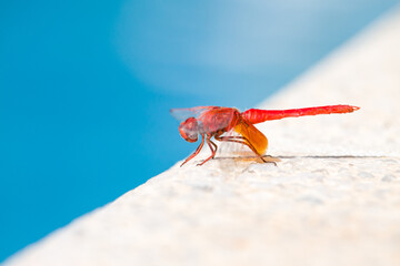 Libelula Trithemis kirbyi con bokeh y diagonal del borde de una piscina