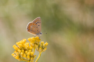 Mariposa de la familia Plyommatus thersites sobre capullos de flores amarillas