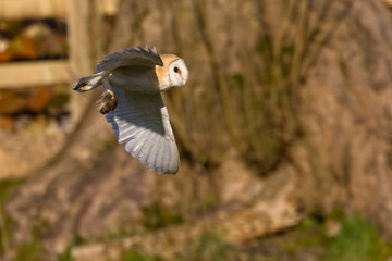 Barn owl in flight carrying prey
