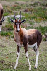 Vertical shot of Bontebok standing on grassland in a park