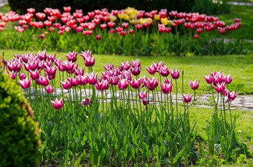 Selective focus shot of Swiss tulip flowers in a botanical garden with blur background