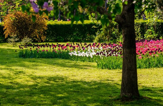 Colorful tulip flowers, and trees in a botanical garden on a sunny day