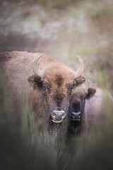 Bisonte europeo en su entrono natural 