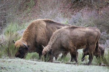 Bisonte europeo en su entrono natural 