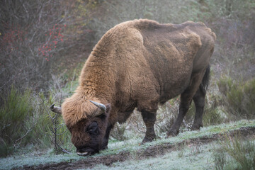 Bisonte europeo en su entrono natural 