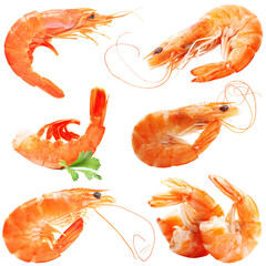 Boiled shrimps on white background isolated