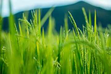 Closeup shot of bright green rice plants growing on a field