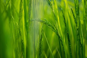 Green rice paddy ripening in the field