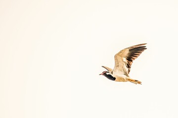 Red-wattled lapwing, Vanellus indicus flying in the sky.
