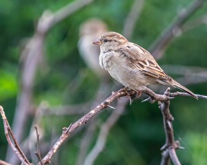 Closeup of a female house sparrow, Passer domesticus perched on a branch.