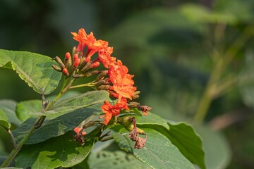 Closeup of Cordia sebestena, siricote against the green blurry background.