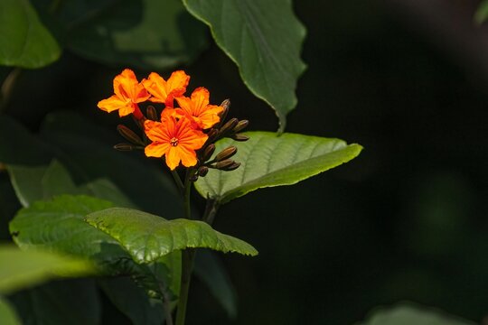 Closeup of Cordia sebestena, siricote surrounded by green leaves.