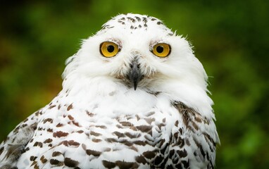 Close-up of a white snowy owl (Bubo scandiacus) on a green background