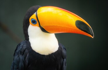 Close-up of a Toucan (Ramphastidae) on a dark background © Rich Byham/Wirestock Creators