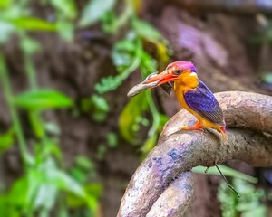 Fototapeta premium Colorful three-toed forest kingfisher (Ceyx erithaca) bird resting on a tree