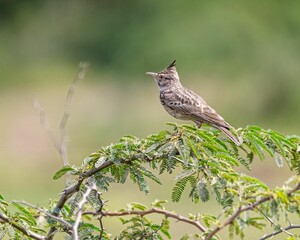 Closeup of a Crested Lark perched on the tree branch