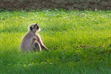 Closeup of a baby Langur sitting on a grass