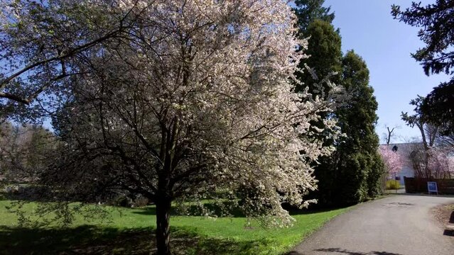 Landscape of a road surrounded by blooming trees in a park on a sunny day