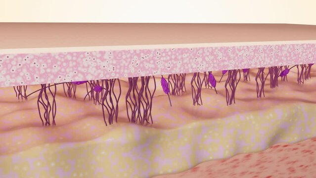 Skin Rejuvenation Process 3D Animation. Wrinkle Smoothing. The Rebuilding of Collagen and Elastin Fibers. Skincare Concept. 4K