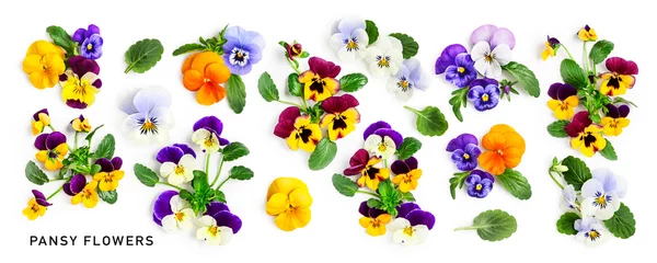 Poster Spring viola pansy flowers collection isolated on white background. © ifiStudio