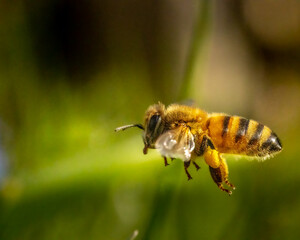 close-up macro photo of flying bee with pollen on legs