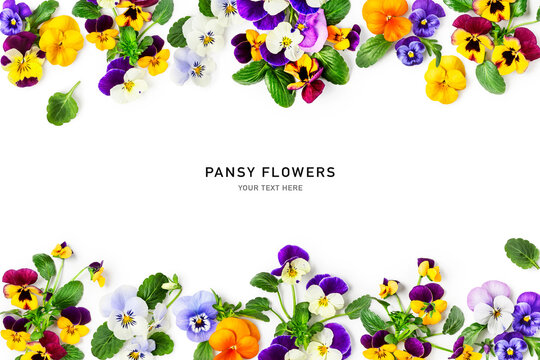 Spring viola pansy flowers frame border isolated on white background.