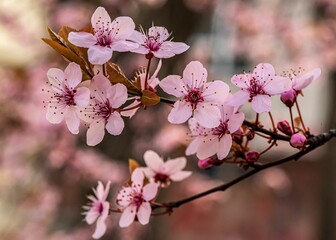 Beautiful view of a pink cherry blossom