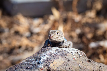 Blue throated lizard on the Island if La Palma in the Canary Islands