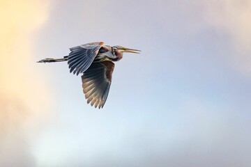 Purple heron (Ardea purpurea) in flight