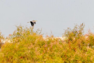 Purple heron (Ardea purpurea) flying over trees