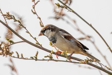 Selective focus shot of a house sparrow perched on a branch