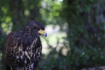 Closeup of a Harris's hawk (Parabuteo unicinctus) against blurred background