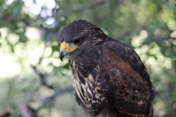 Closeup of a Harris's hawk (Parabuteo unicinctus) against bluured background