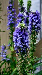 Vertical closeup of  Great Blue Lobelia (Lobelia siphilitica)