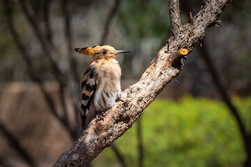 Beautiful bird in the Teide national Park in the Canary Islands