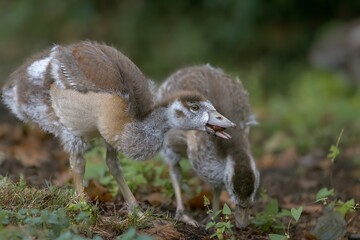 Fototapeta premium Closeup of Egyptian geese on a grass ground