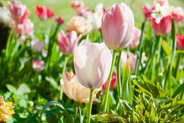 pink tulips in spring - season greeting card