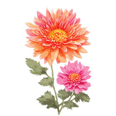 Watercolor chrysanthemum flowers with orange and pink color. Hand painted floral illustration isolated on white background. Can be used as element for wedding invitations, cards