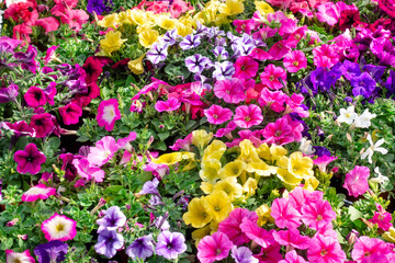 garden of colorful petunia flowers