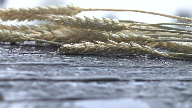 Raindrops and wet snow on a wooden table against a background of ears of wheat lying on it, slow motion, background