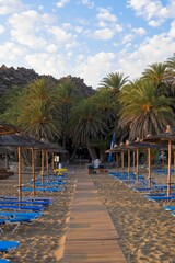 Fototapeta premium Vertical shot of a narrow footpath on the sand surrounded by sunloungers and thatched umbrellas.