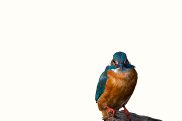 A common kingfisher on a branch of tree. Eurasian kingfisher, river kingfisher, European Kingfisher. Bird isolated on white. Alcedo atthis.